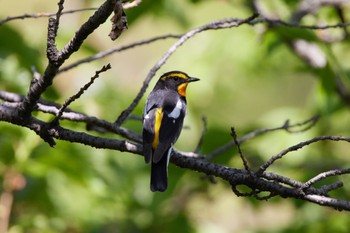 2022年4月17日(日) 大阪城公園の野鳥観察記録