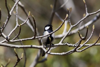 Japanese Tit あまぎ水の文化村 Sun, 4/3/2022