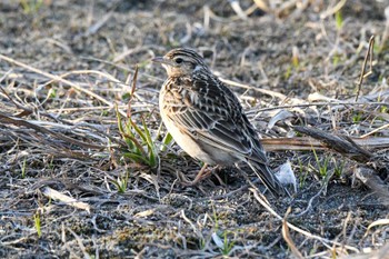 Eurasian Skylark 石狩市 Sun, 4/17/2022