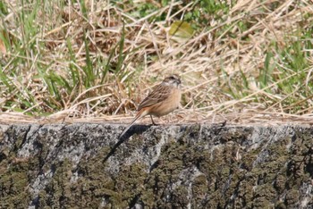 Meadow Bunting あまぎ水の文化村 Sun, 4/3/2022