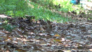 クロツグミ 大阪城公園 2022年4月17日(日)