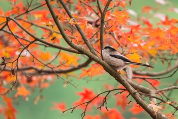 エナガ 伊自良湖 2017年11月19日(日)