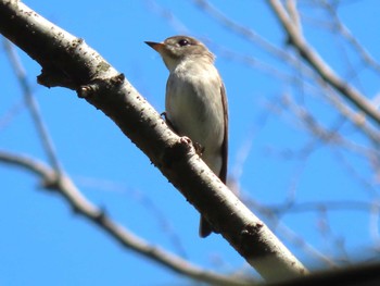 2022年4月17日(日) 菅野ダム(山口県周南市)の野鳥観察記録