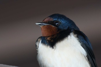 2022年4月17日(日) 禄剛崎の野鳥観察記録