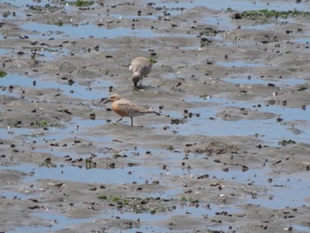 2022年4月16日(土) 谷津干潟の野鳥観察記録