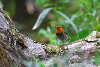 2022年4月17日(日) 秋ヶ瀬公園の野鳥観察記録