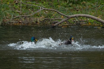 マガモ 近所の公園 2017年11月19日(日)