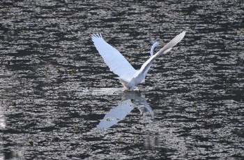 ダイサギ 場所が不明 2017年11月15日(水)