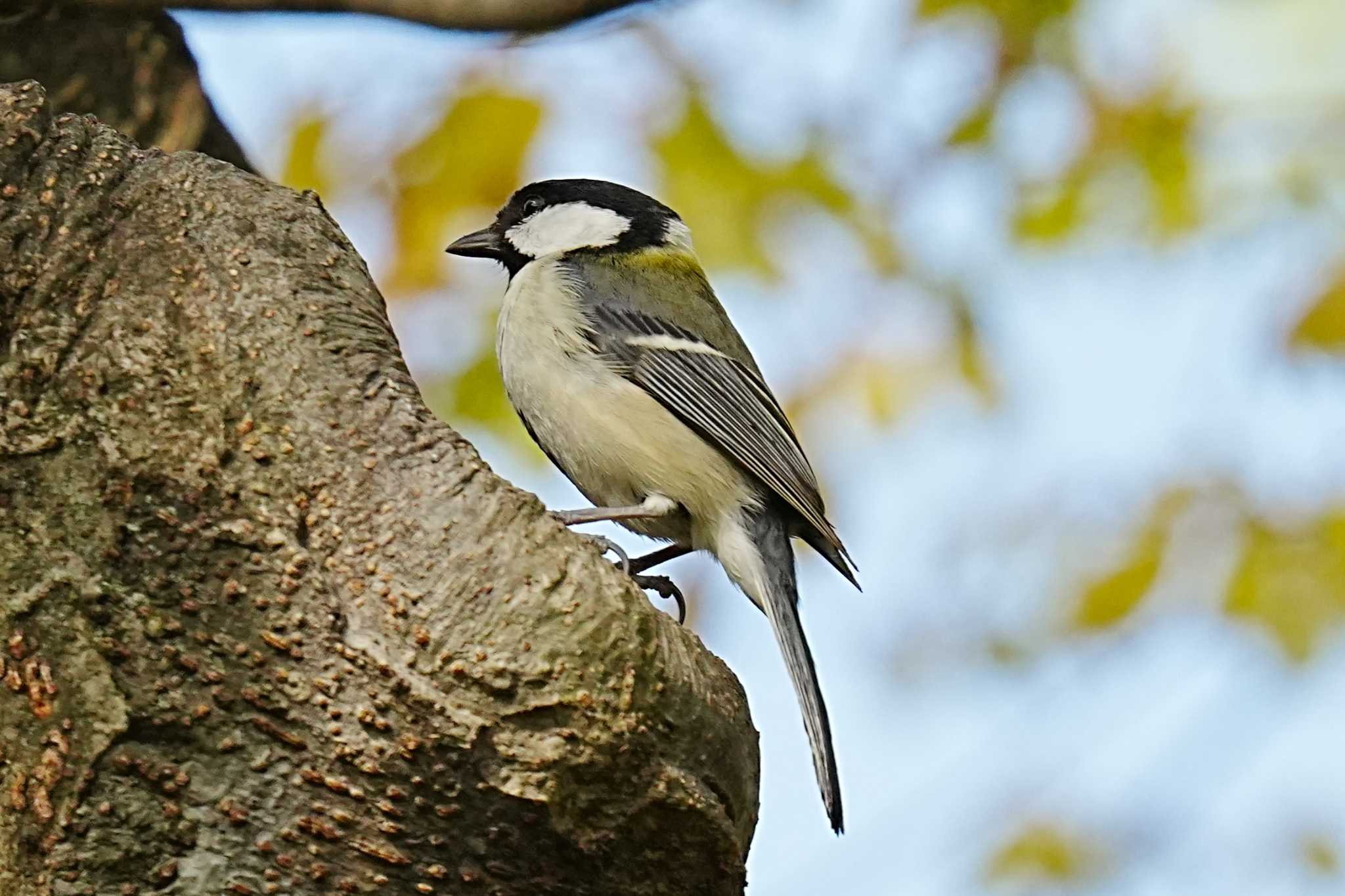 Warbling White-eye