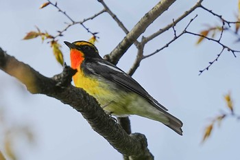 キビタキ 大阪城公園 2022年4月17日(日)