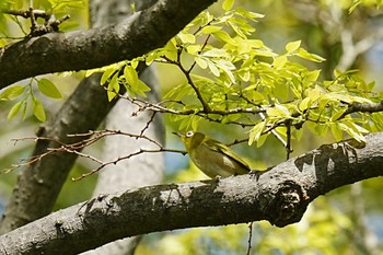 メジロ 大阪城公園 2022年4月17日(日)