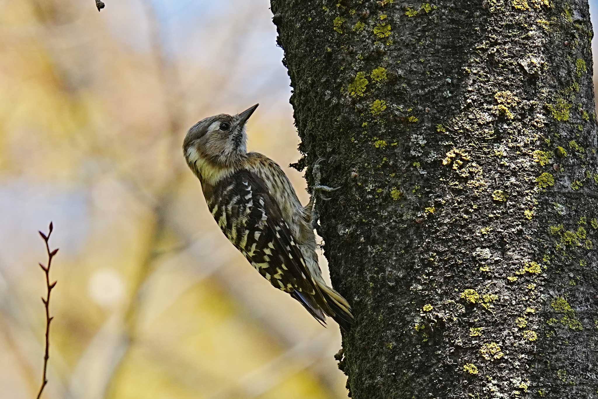 Japanese Pygmy Woodpecker