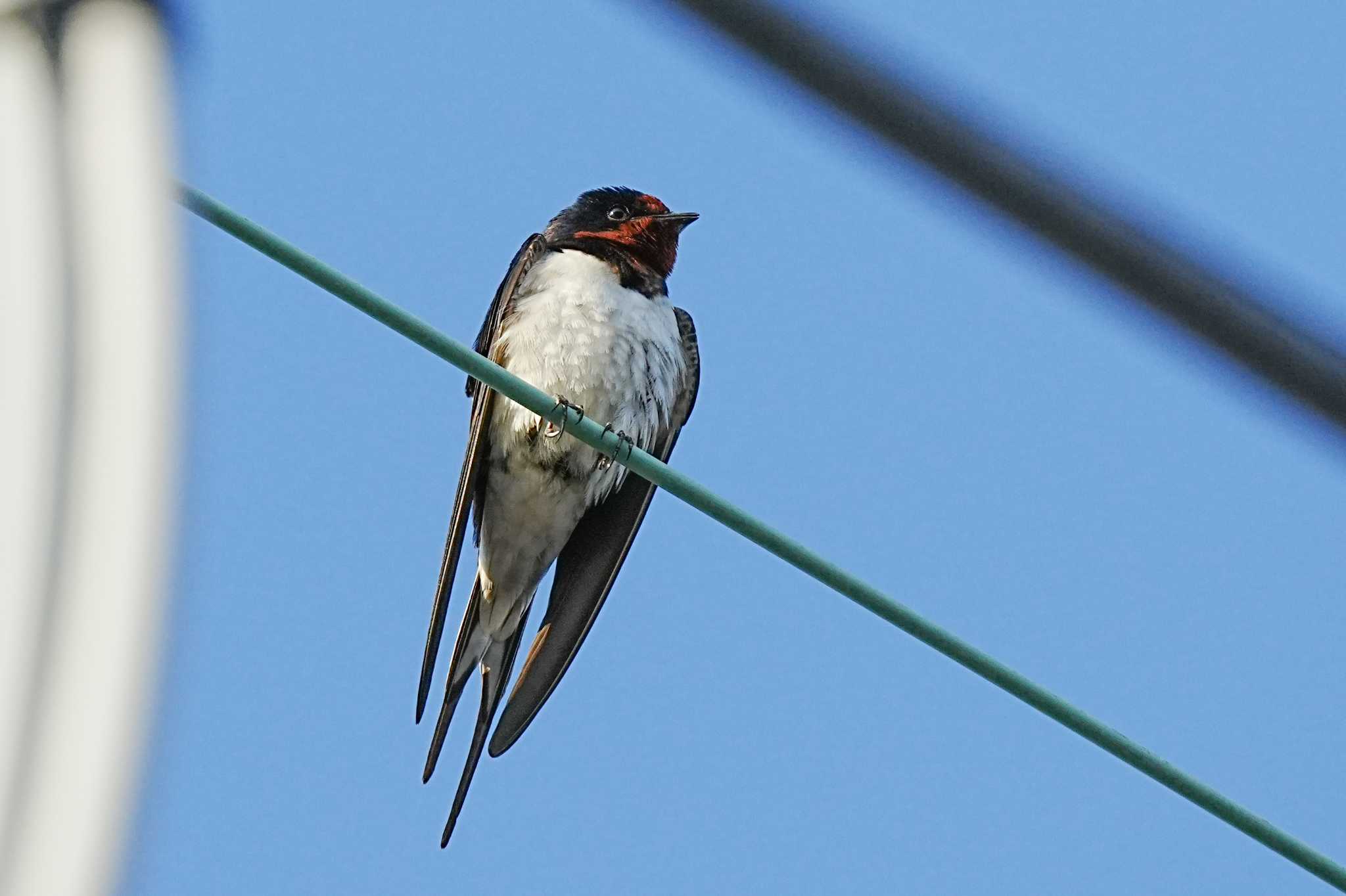 Barn Swallow