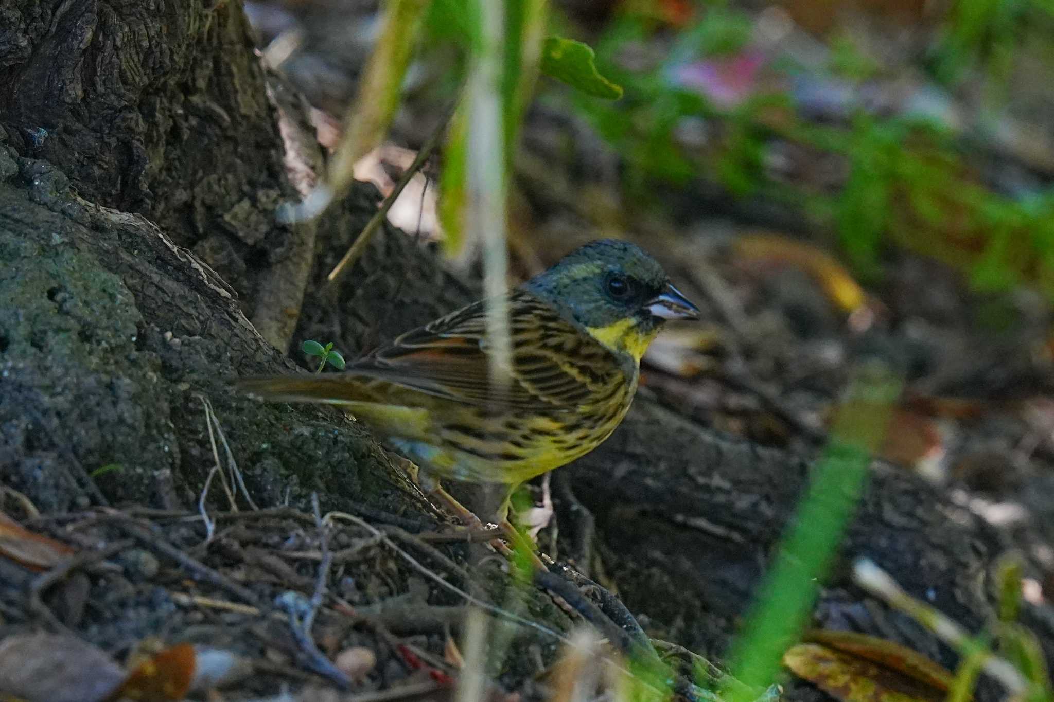 Masked Bunting