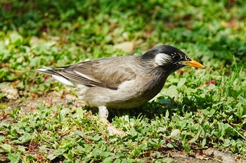 Sun, 4/17/2022 Birding report at Osaka castle park