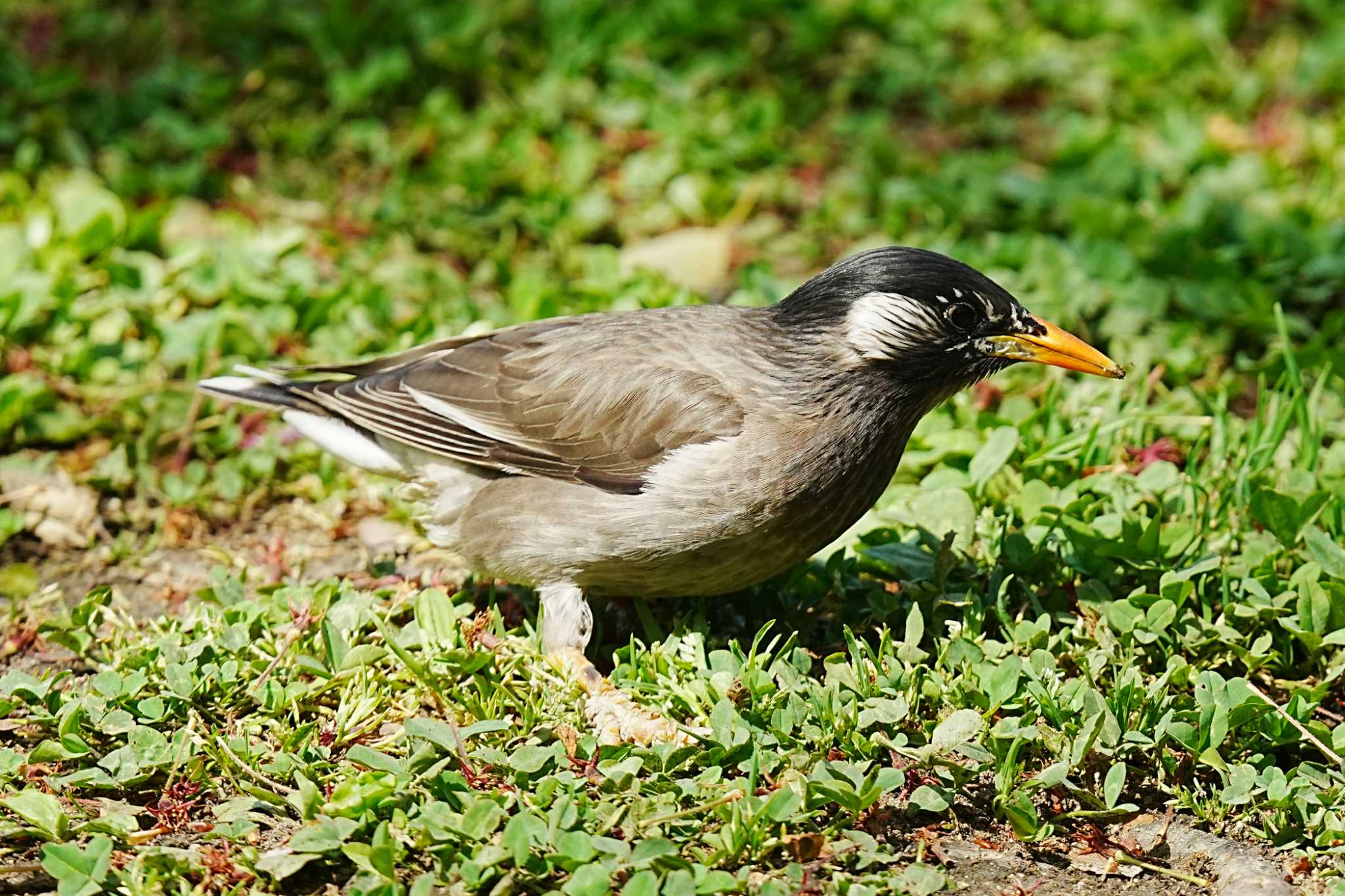 White-cheeked Starling