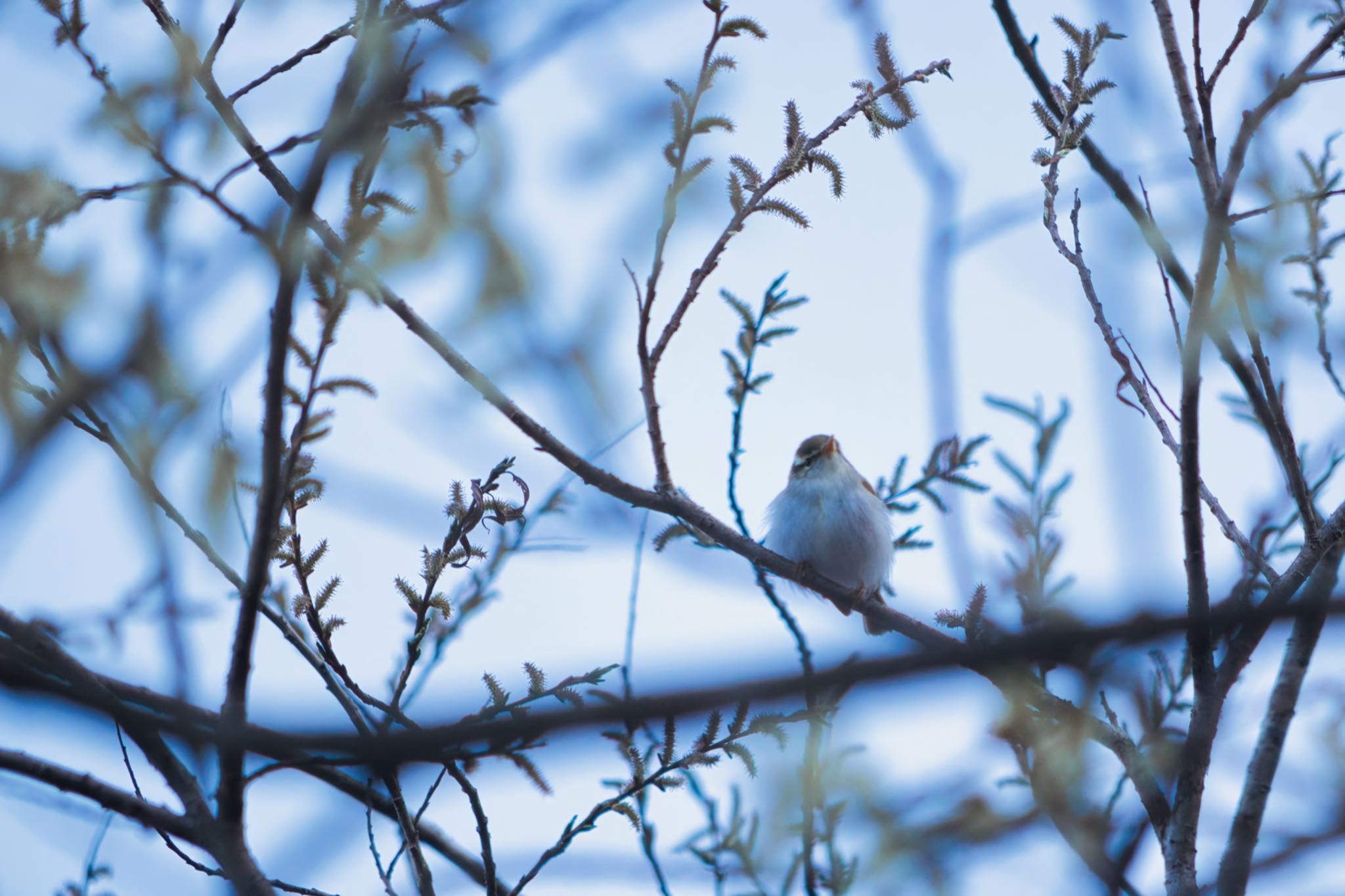 Eastern Crowned Warbler