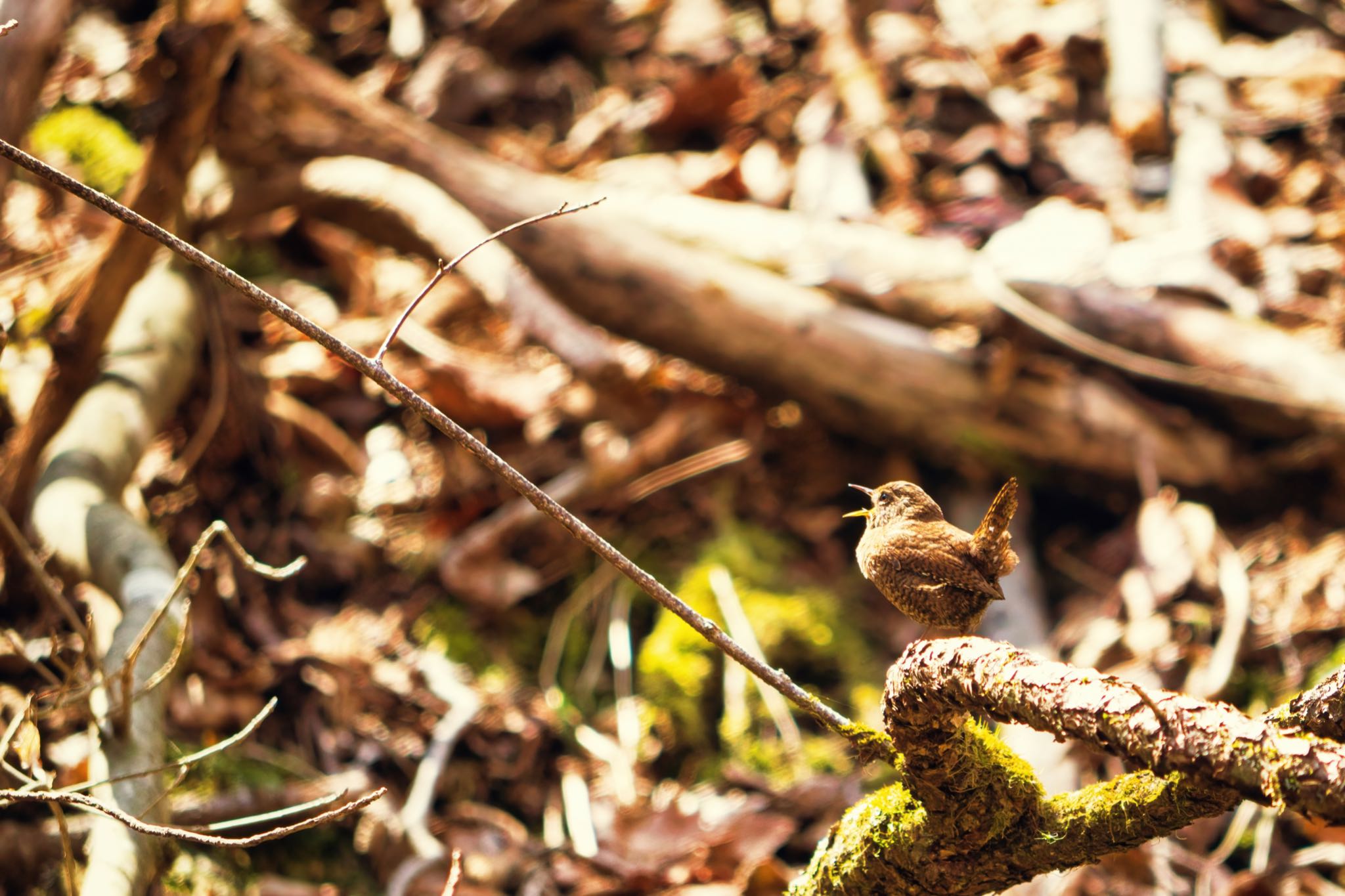 Eurasian Wren