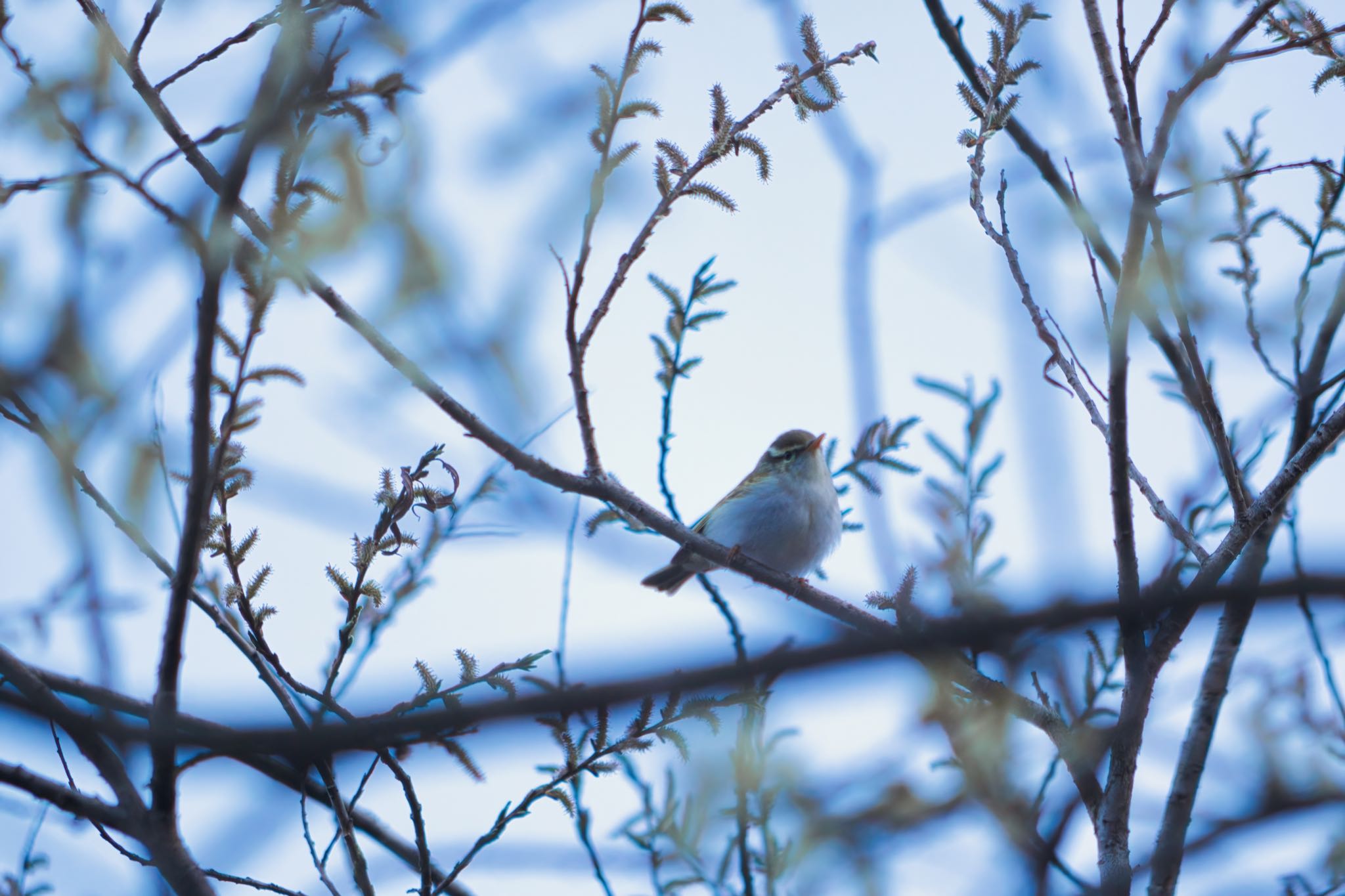 軽井沢野鳥の森 センダイムシクイの写真 by naturedrop