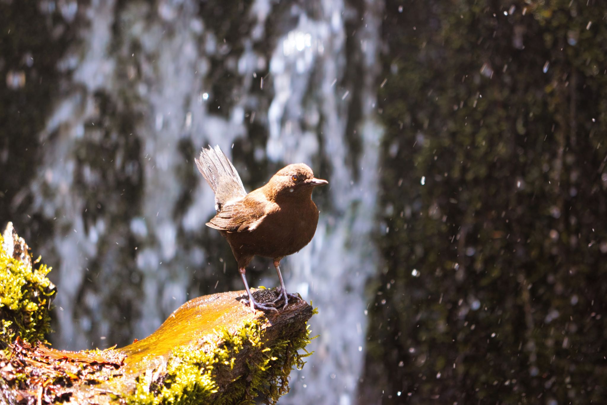 Brown Dipper