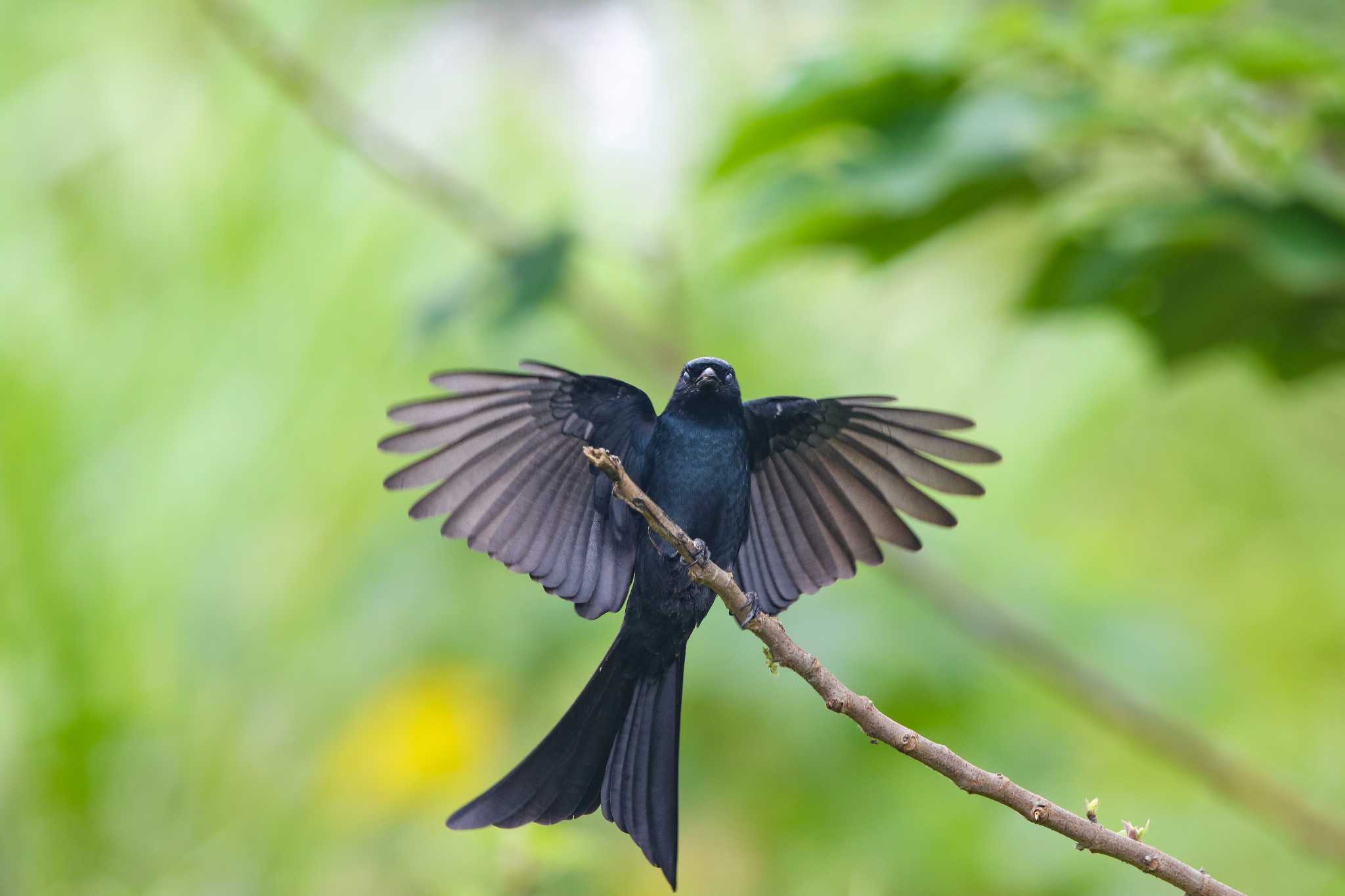 Black Drongo