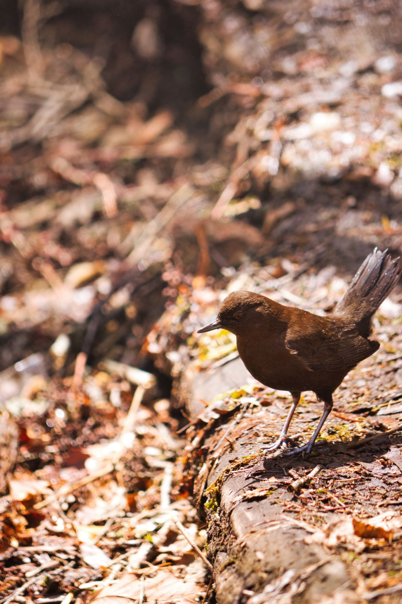 Brown Dipper