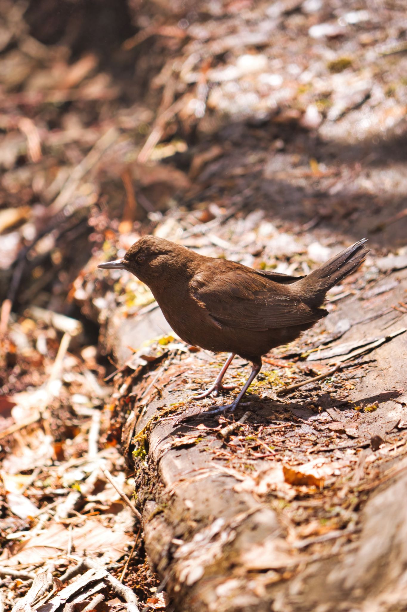 軽井沢野鳥の森 カワガラスの写真 by naturedrop