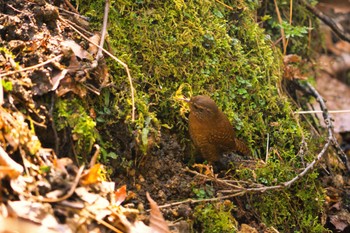 Sun, 4/17/2022 Birding report at Karuizawa wild bird forest