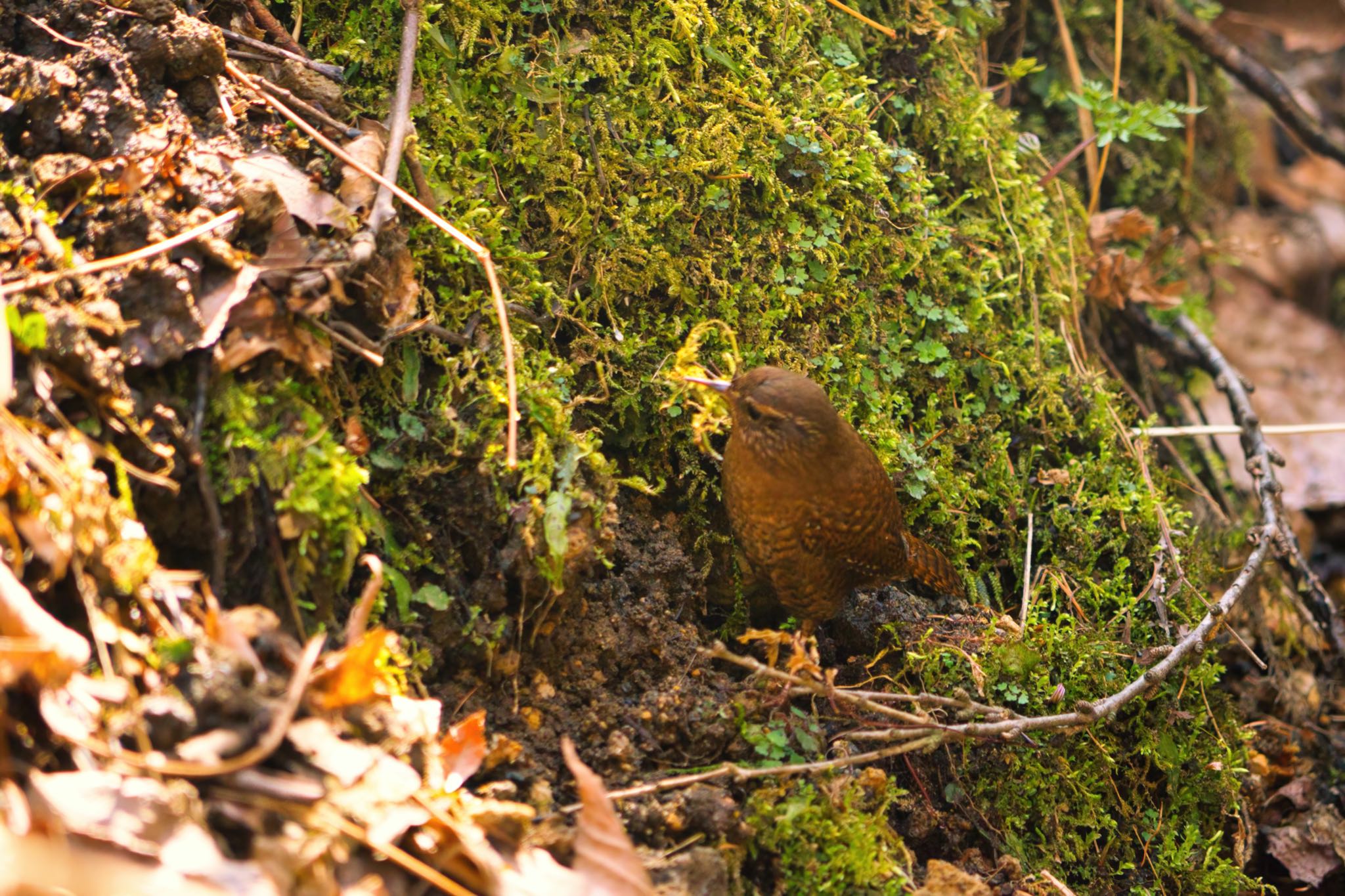 Eurasian Wren