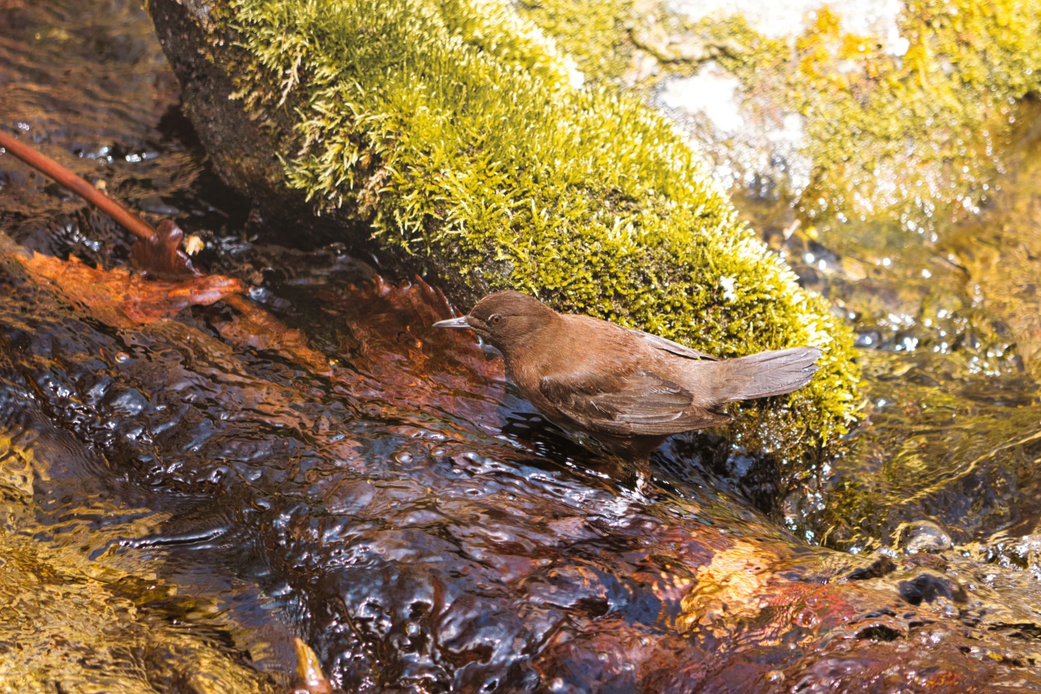 Brown Dipper