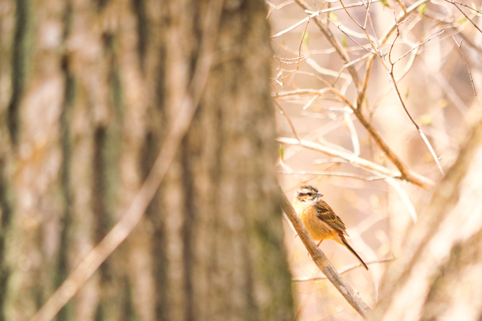 軽井沢野鳥の森 ホオジロの写真 by naturedrop