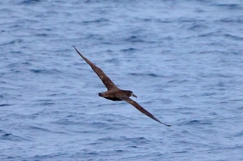 クロアシアホウドリ 八丈島航路 2022年4月13日(水)