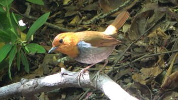 2022年4月17日(日) 大阪城公園の野鳥観察記録