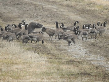 Cackling Goose 十勝地方 浦幌町豊北 Mon, 4/11/2022