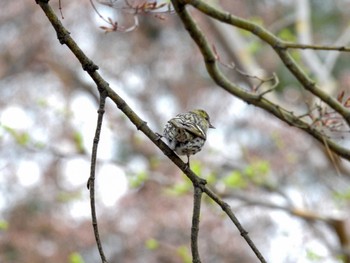 マヒワ 弘前城公園 2022年4月15日(金)