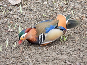 Mandarin Duck 弘前城公園 Fri, 4/15/2022