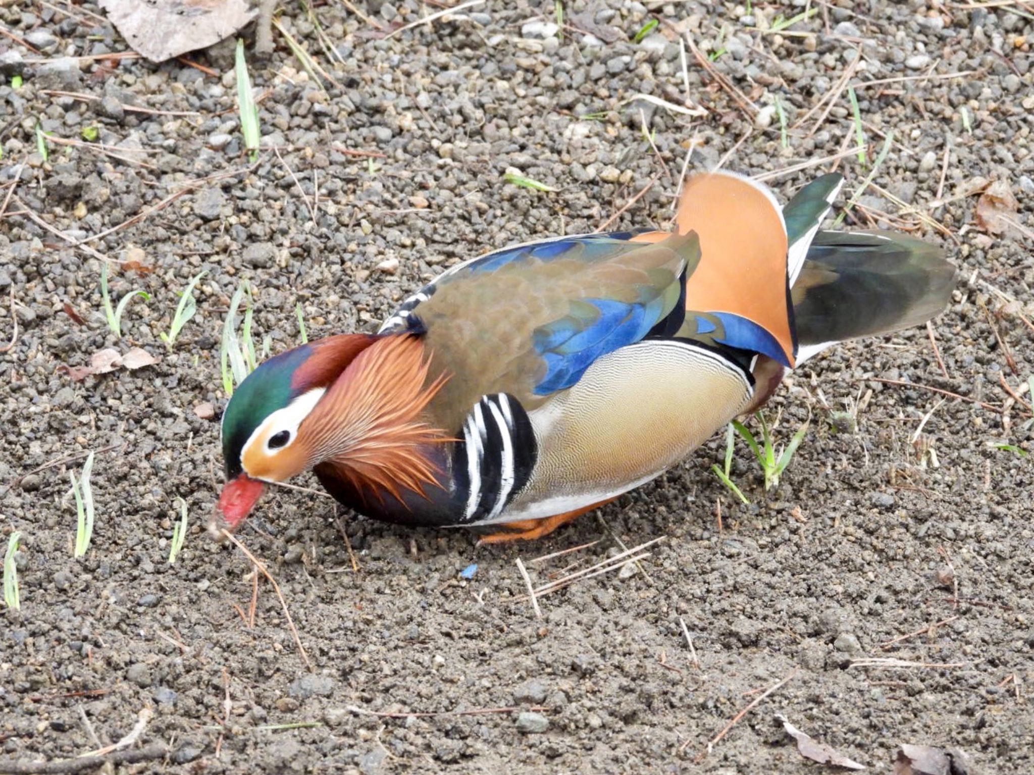 Mandarin Duck