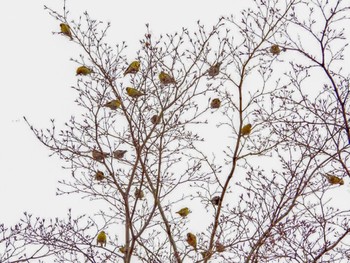 Eurasian Siskin 弘前城公園 Fri, 4/15/2022