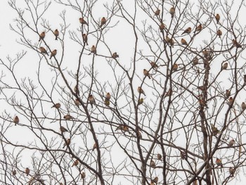 Brambling 弘前城公園 Fri, 4/15/2022