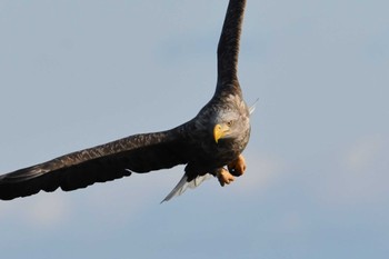 2021年12月19日(日) 風蓮湖の野鳥観察記録