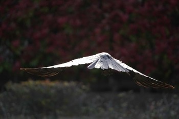 未同定 場所が不明 2022年4月17日(日)