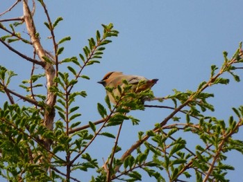 Sat, 4/16/2022 Birding report at Akigase Park