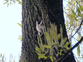 Japanese Pygmy Woodpecker Osaka Tsurumi Ryokuchi Sun, 4/17/2022