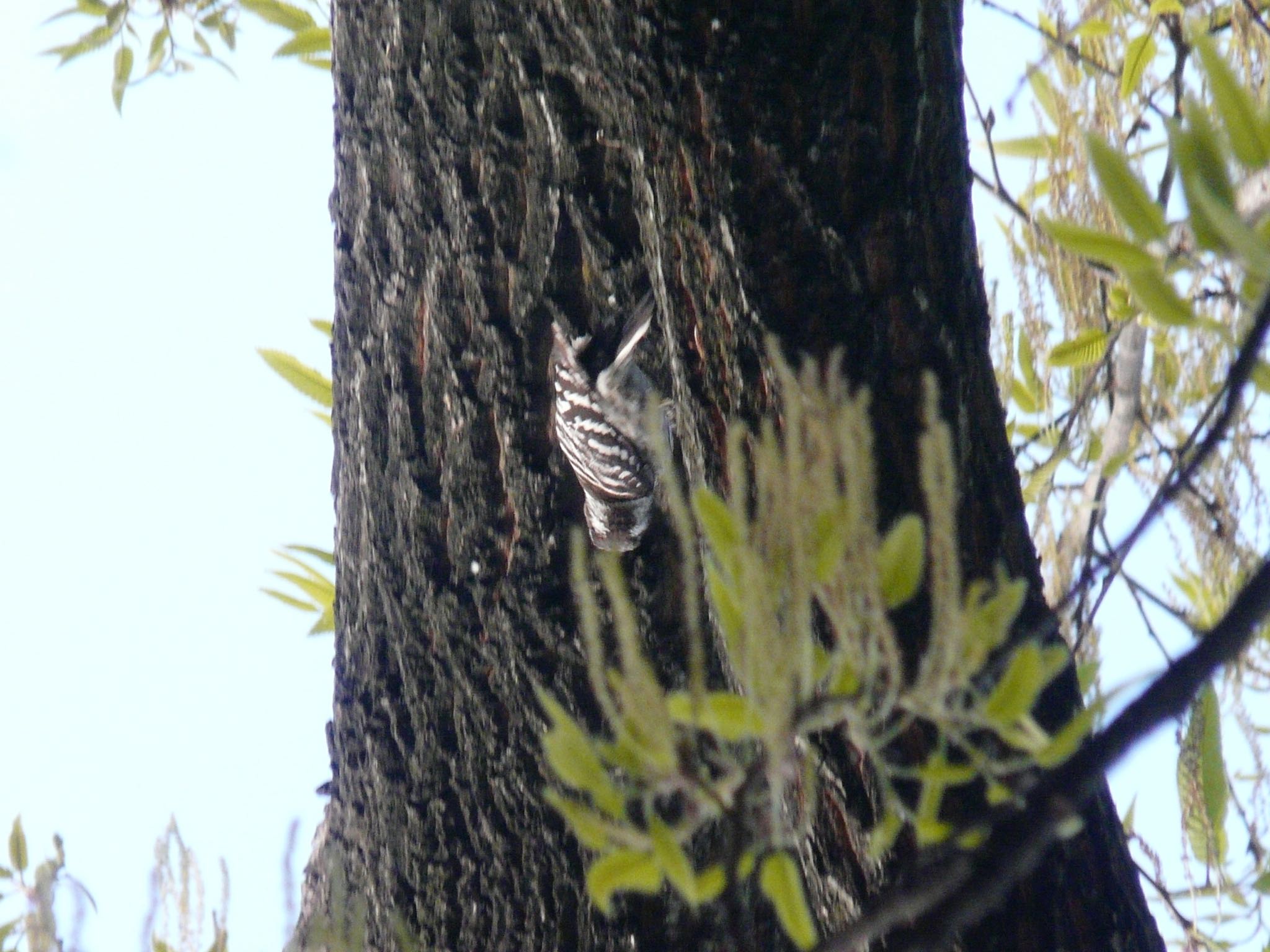 Photo of Japanese Pygmy Woodpecker at Osaka Tsurumi Ryokuchi by 鉄腕よっしー