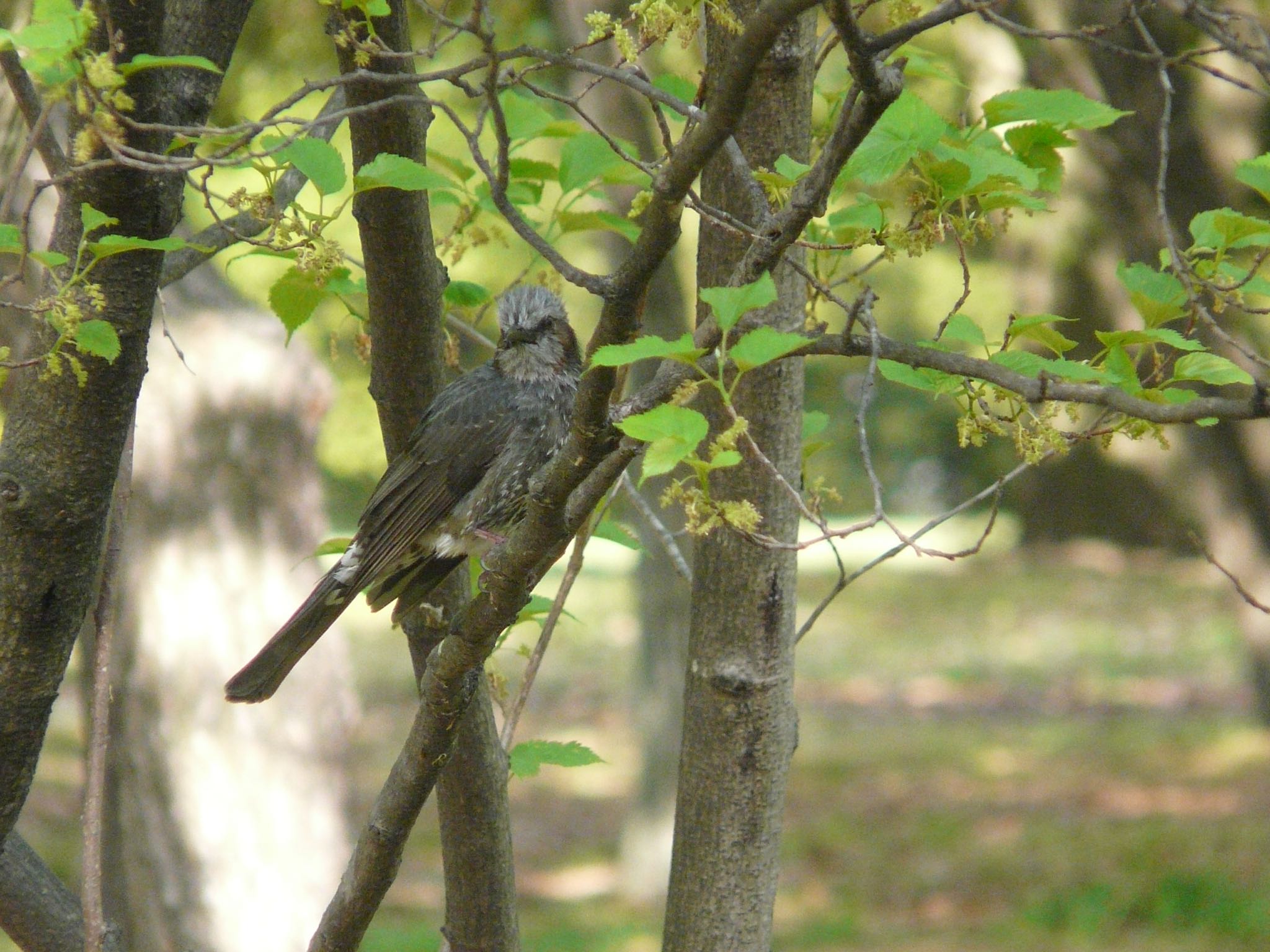 Photo of Brown-eared Bulbul at Osaka Tsurumi Ryokuchi by 鉄腕よっしー