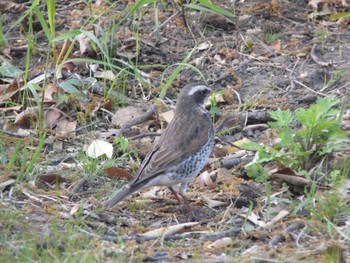 Dusky Thrush Osaka Tsurumi Ryokuchi Sun, 4/17/2022