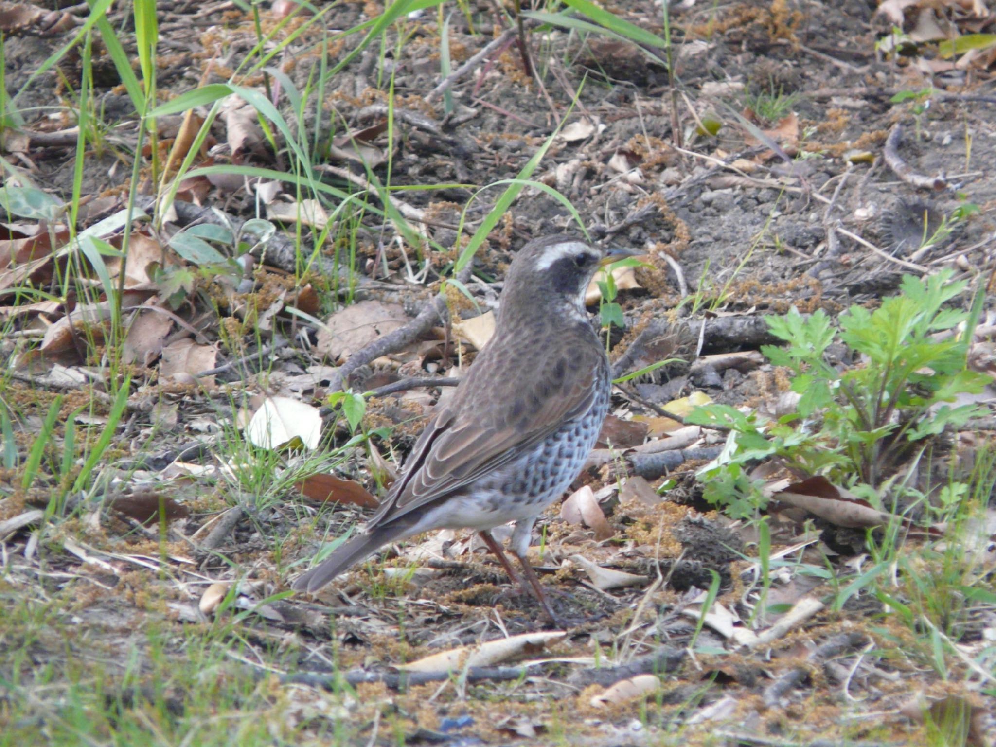 Photo of Dusky Thrush at Osaka Tsurumi Ryokuchi by 鉄腕よっしー