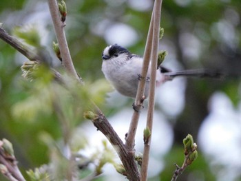 Long-tailed Tit 見沼自然公園 Sun, 4/17/2022