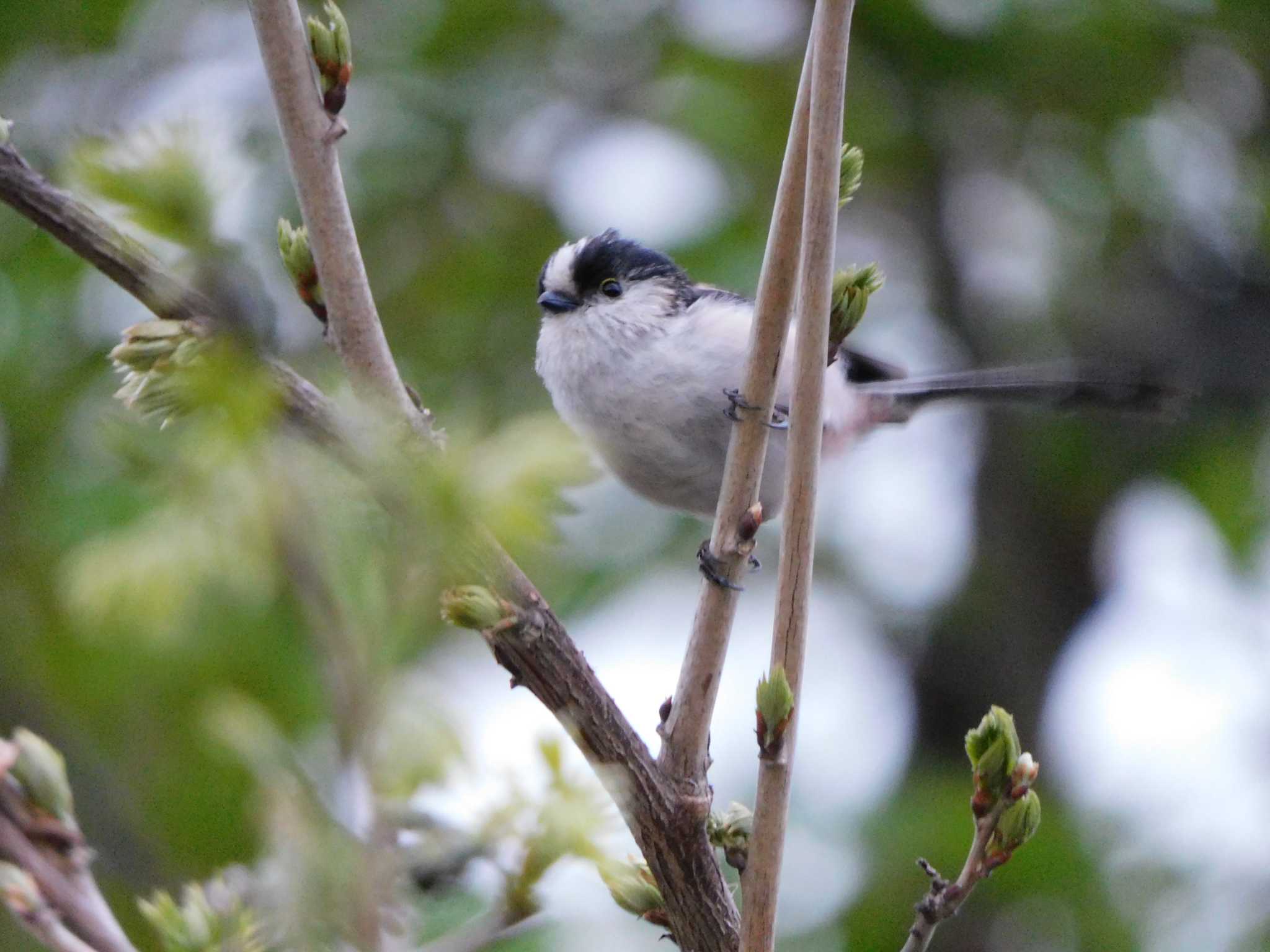 Photo of Long-tailed Tit at 見沼自然公園 by ななほしてんとうむし