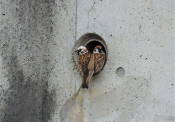 2022年4月17日(日) 弥富野鳥園の野鳥観察記録